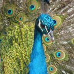 peacock-bird-feather-close-71131
